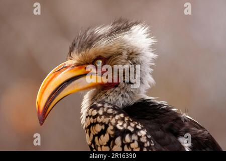 Southern yellow-billed hornbill (Tockus leucomelas), Southern Yellow-billed Hornbill, Hornbills, Animals, Birds, Southern Yellow-billed Hornbill Stock Photo
