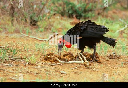 Bucorvus cafer, Kaffir Hornbill, Red-cheeked Hornbill, Southern Hornbill, Kaffir Hornbill, southern ground hornbills (Bucorvus leadbeateri), Southern Stock Photo