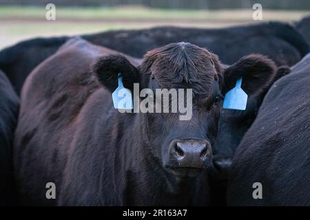 Close up of a black Angus calf with unusual hair pattern on its face looking at the camera. Stock Photo