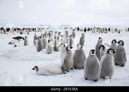 Emperor penguin (Aptenodytes forsteri) chicks, group standing at the edge of the colony, Snow Hill Island, Weddell Sea, Antarctica Stock Photo