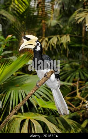 Oriental pied hornbills (Anthracoceros albirostris), Hornbills, Animals, Birds, Oriental Pied Hornbill adult male, perched on Indonesia Stock Photo