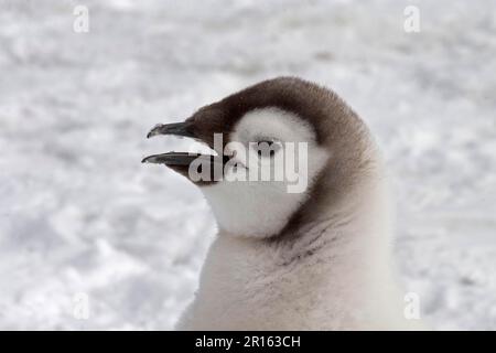 Emperor penguin (Aptenodytes forsteri) chick, close-up of head, Snow Hill Island, Antarctic Peninsula, Antarctica Stock Photo