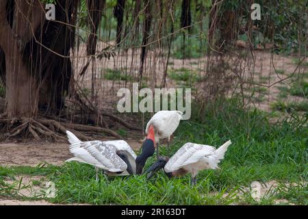 Jabiru (Jabiru mycteria) adults feeding two chicks, Pantanal, Mato Grosso, Brazil Stock Photo