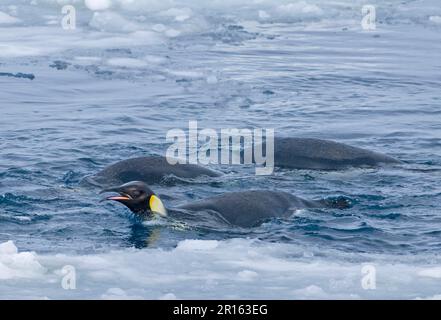 Emperor penguin (Aptenodytes forsteri) Adults, feeding, swimming at the ice edge, Snow Hill Island, Weddell Sea, Antarctica Stock Photo