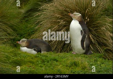 Yellow-eyed Penguin, yellow eyed penguins (Megadyptes antipodes), Penguins, Animals, Birds, Yellow Eyed Penguin Pair in Tussock Grass, Enderby Stock Photo