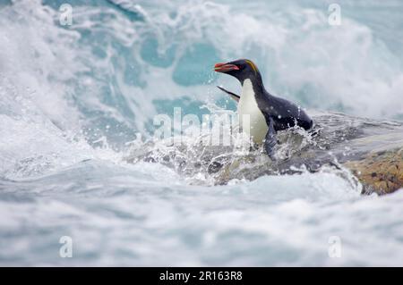 Macaroni Penguin adult, entering rough sea, Royal Bay, South Georgia, penguins, animals, birds, Macaroni Penguin adult, entering rough sea, Royal Stock Photo