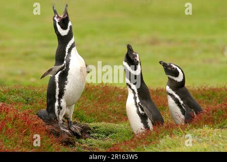 Magellanic penguin (Spheniscus magellanicus) three adults, bat display, Leopard Beach, carcass-Is. West Falklands Stock Photo