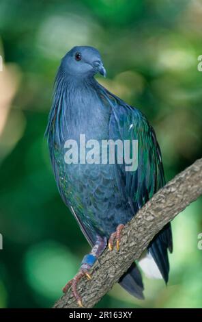 Nicobar Pigeon (Caloenas nicobarica) (Columba nicobarica Stock Photo