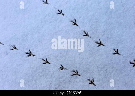 Wood Pigeon, Wood Pigeons (Columba palumbus), Pigeons, Animals, Birds, Wood Pigeon footprints in snow, Norwich, Norfolk, England, United Kingdom Stock Photo