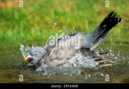 Wood Pigeon, Wood Pigeons (Columba palumbus), Pigeons, Animals, Birds, Wood Pigeon Bathing Stock Photo