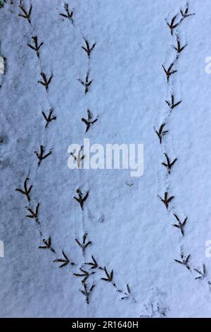 Wood Pigeon, Wood Pigeons (Columba palumbus), Pigeons, Animals, Birds, Wood Pigeon footprints in snow, Norwich, Norfolk, England, United Kingdom Stock Photo