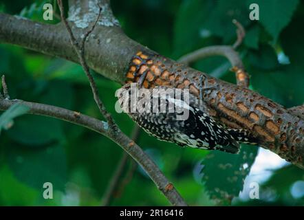 Yellow-bellied Sapsucker (Sphyrapicus varius), yellow-bellied sapsucker, Woodpeckers, Animals, Birds, Woodpeckers, Yellow-bellied Sapsucker Immature Stock Photo