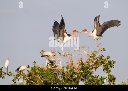 Adult marabou stork (Leptoptilos crumeniferus) squabbling in tree with yellow-billed stork (Mycteria ibis) nish african sacred ibis (Threskiornis Stock Photo