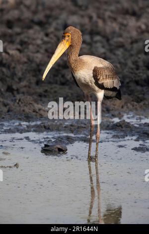 Young Painted painted stork (Mycteria leucocephala), standing in shallow water, Keoladeo Ghana N. P. (Bharatpur), Rajasthan, India Stock Photo