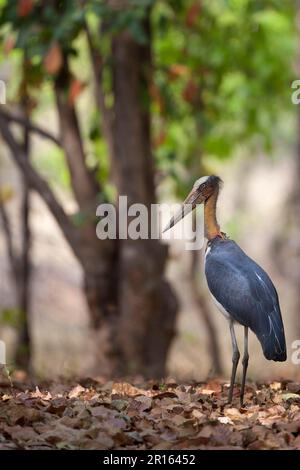 Lesser adjutant stork (Leptoptilos javanicus), adult, standing in forest, Bandhavgarh N. P. Madhya Pradesh, India Stock Photo