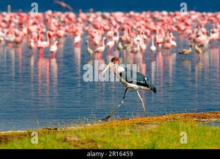 Marabou Stork (Leptoptilos crumeniferus) adult, walking along shore, Lesser Flamingo flock in distance, Lake Nakuru N. P. Kenya Stock Photo