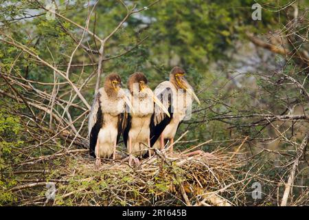 Painted Stork (Mycteria leucocephala) three chicks, sitting on nest in tree, Keoladeo Ghana N. P. (Bharatpur), Rajasthan, India Stock Photo