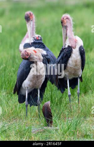 Marabou Stork (Leptoptilos crumeniferus) adults, preening, standing beside Mozambique Spitting Cobra (Naja mossambica) with hood flattened in threat Stock Photo