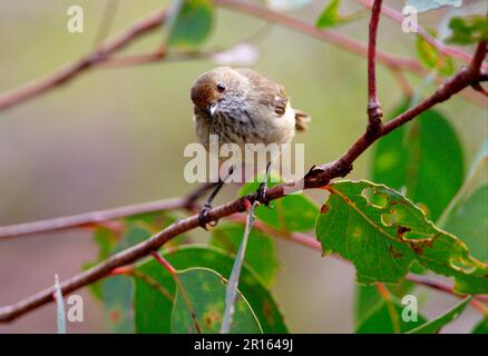 Brown Thornbill (Acanthiza pusilla) adult, perched in bush, head cocked to one side, Girraween N. P. Queensland, Australia Stock Photo