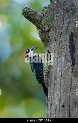 Black-cheeked Woodpecker (Melanerpes pucherani), woodpeckers, animals, birds, woodpeckers, Black-cheeked Woodpecker adult male, at nesthole in tree Stock Photo