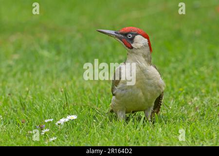 Green Woodpecker, european green woodpeckers (Picus viridis), Woodpeckers, Animals, Birds, Woodpeckers, Green Woodpecker adult male, 'anting' on Stock Photo