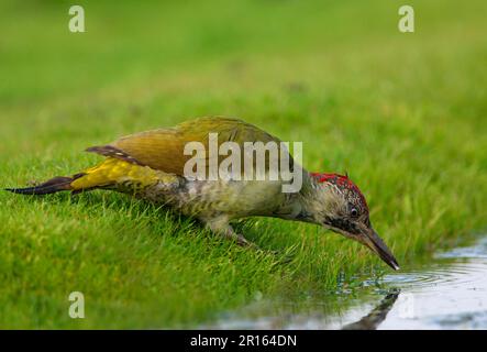 Green Woodpecker (Picus viridis) immature female, moulting into adult plumage, drinking from pool, Norfolk, England, United Kingdom Stock Photo