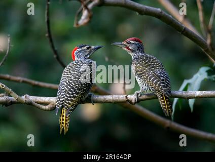 Nubian woodpecker (Campethera nubica) adult pair, sitting on a branch, near Awassa, Great Rift Valley, Ethiopia Stock Photo