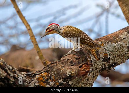 Nubian woodpecker (Campethera nubica), adult male, sitting on a tree, Awash N. P. Afar region, Ethiopia Stock Photo