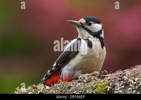 Great spotted woodpecker (Dendrocopus major), adult male, clings to fallen log in garden, Berwickshire, Scotland, summer Stock Photo