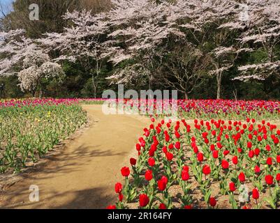 Hamamatsu flower park cherry blossoms and tulips Stock Photo