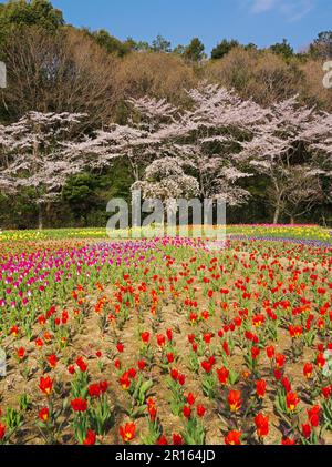 Hamamatsu flower park cherry blossoms and tulips Stock Photo