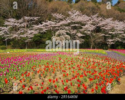 Hamamatsu flower park cherry blossoms and tulips Stock Photo