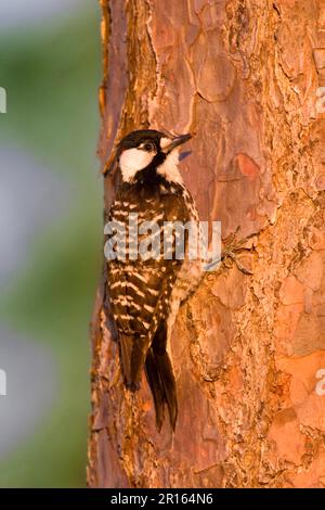 Red-cockaded Woodpecker (Picoides borealis) adult male, clinging to longleaf pine trunk (U.) S. A Stock Photo