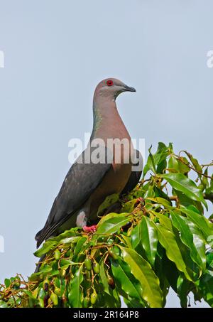Ring-tailed Pigeon (Patagioenas caribaea) adult, perched on fruiting tree, Port Antonio, Jamaica Stock Photo