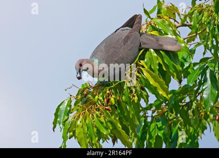 Ring-tailed Pigeon (Patagioenas caribaea) adult, feeding on fruiting tree, Port Antonio, Jamaica Stock Photo