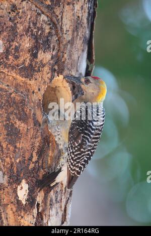 Hoffmann's Woodpecker (Melanerpes hoffmannii) adult male, excavating nesthole in tree trunk, Costa Rica Stock Photo