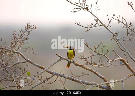 Lettered aracari (Pteroglossus inscriptus), Lettered Aracari, Lettered Aracari, Animals, Toucans, Birds, Lettered Aracari adult, perched on branch in Stock Photo