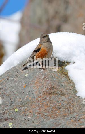 Alpine Accentor (Prunella collaris) adult, perched on snow covered rock, Georgia Stock Photo