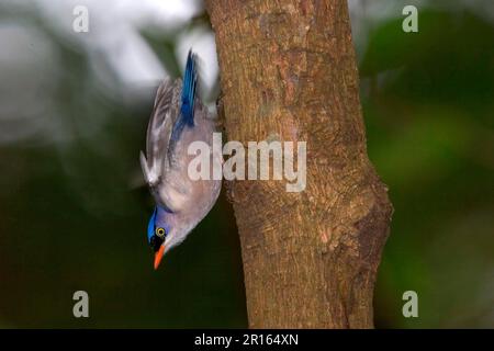 Velvet-fronted nuthatch (Sitta frontalis) Adult display, New Territories, Hong Kong, China Stock Photo