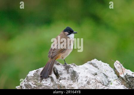 Brown-breasted Bulbul, Brown-breasted Bulbul, Brown-breasted Bulbuls, Songbirds, Animals, Birds, Brown-breasted Bulbul (Pycnonotus xanthorrhous) Stock Photo