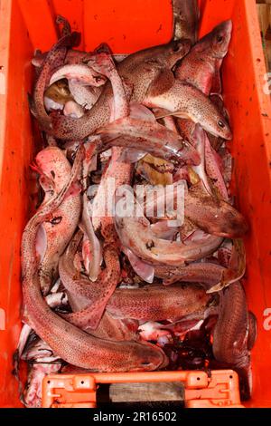 Potbait in fishbox, Lesser Spotted Dogfish (Scyliorhinus canicula) and Common Smooth-hound (Mustelus mustelus), Mudeford, Dorset, England, United Stock Photo