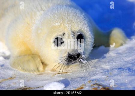 Harp Seal (Pagophilus groenlandicus), pup, pack ice, Magdalen Islands, Gulf of St. Lawrence, Quebec, Canada, North America, whitecoat Stock Photo