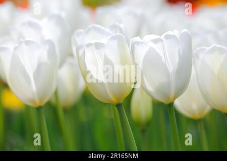 Tulips (Tulipa), Hakuun variety Stock Photo