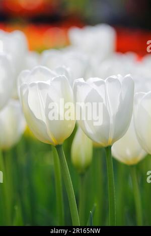 Tulips (Tulipa), Hakuun variety Stock Photo