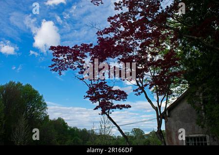 Japanese red maple tree with dark red leaves against a blue sky on a mostly sunny spring day -09 Stock Photo