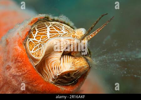 Worm snail (Vermetidae) in calcareous tube fishing for plakton with slime net, Sulu Sea, Pacific Ocean, Apo Island Protected Landscape-Seascape Stock Photo