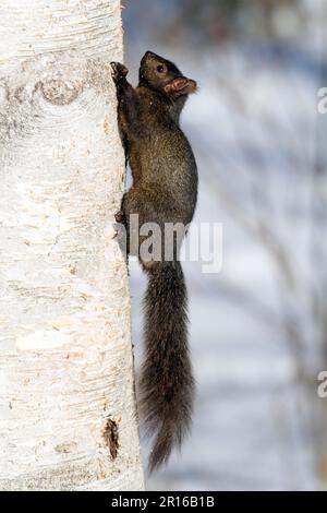 Eastern gray squirrel (Sciurus carolinensis) climbing a tree, melanistic black phase, Quebec, Canada Stock Photo