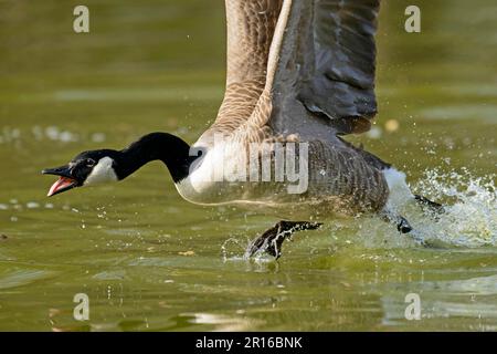 Canada goose Branta canadensis Germany Stock Photo Alamy