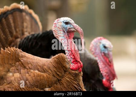 Domestic turkeys Stock Photo