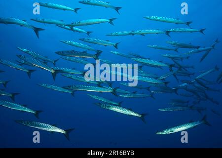 Mediterranean barracuda, schooling, schooling fish, Mediterranean (Sphyraena viridensis) Stock Photo